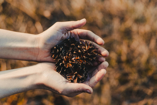 A shallow focus of a woman's hands with dried pine cones on a blurred background - Foto, afbeelding