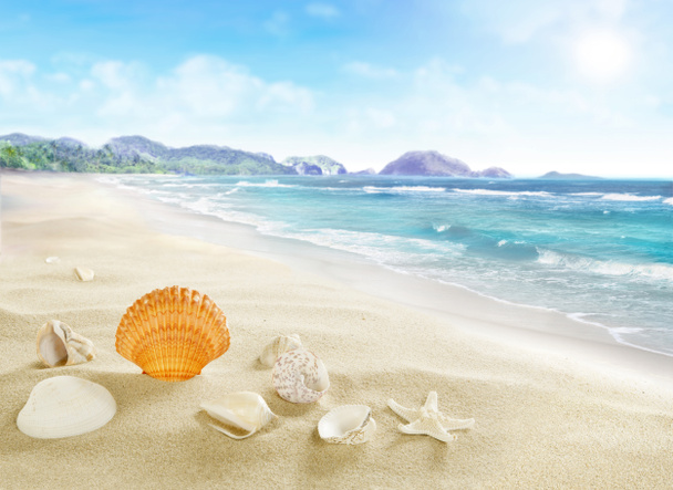 Paisaje con conchas en la playa de arena
. - Foto, imagen