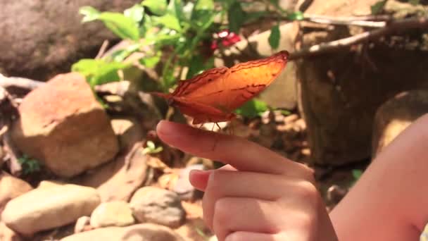 Een Yeoman Butterfly likkend zout van een meisje vinger - Video