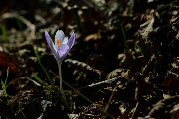 Mor krokus çiçekleri, yeşil bir çayırda Colchicum. Bahar ya da sonbahar çiçekleri doğada açar.. - Fotoğraf, Görsel
