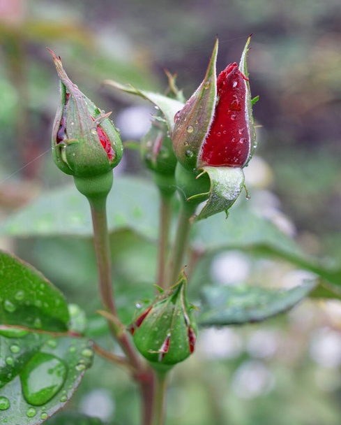 vörös rózsabimbók zöld alapon - Fotó, kép