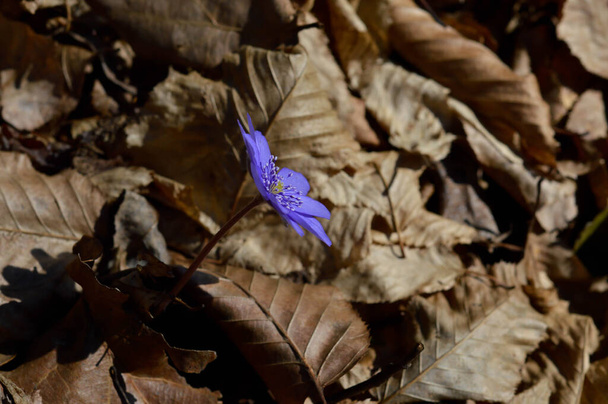 Anemone hepatica kleine blauviolette Frühlingswildblume in der Natur, natürlicher Hintergrund. Blütenpracht. - Foto, Bild