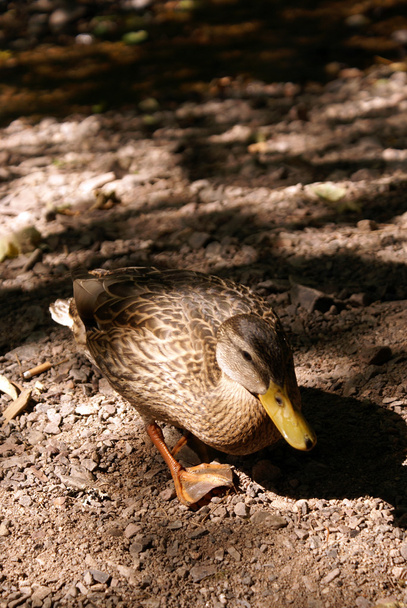 Little Duck - Foto, Bild