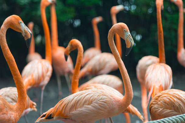 Group of flamingos standing together in the park. - Photo, Image