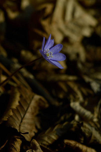 Anemone hepatica, kleine lila Wildblume im Vorfrühling, blaue Frühlingsblume aus der Nähe im Wald, Blätter im Hintergrund. - Foto, Bild