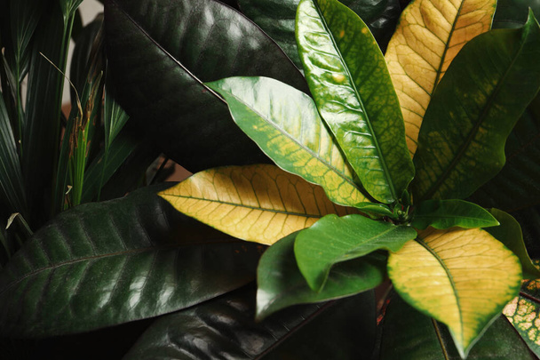 Codiaeum with lush leaves in garden. Tropical plant - Photo, image