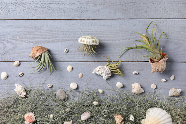 Beautiful tillandsia plants and seashells on light grey wooden table, flat lay. House decor - Φωτογραφία, εικόνα