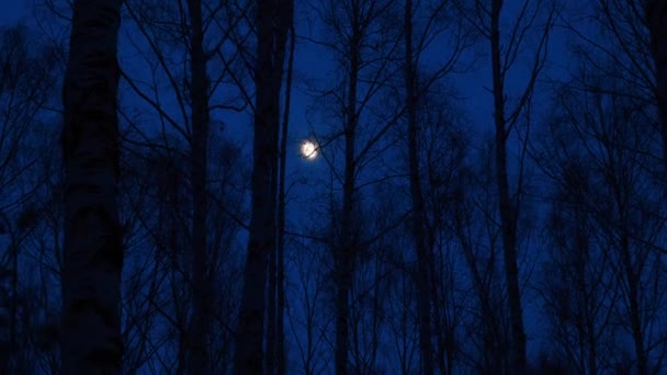 Pleine lune dans la forêt de bouleaux - Séquence, vidéo