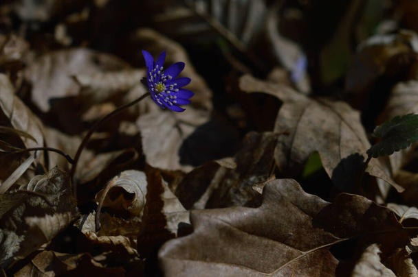 Anemone hepatica, kleine blaue, lila blühende Wildblume in der Natur, Makro-Nahaufnahme, winzige Blume im Wald - Foto, Bild