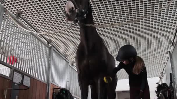 Girl preparing horse for riding - Footage, Video