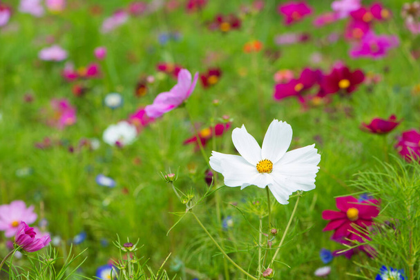Цветочный луг Космея летом - Фото, изображение