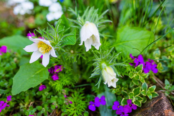 Blooming pasque-flowers in the spring garden. - Photo, Image