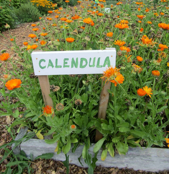 Calendula floraison et fleurs sèches dans le jardin d'herbes culinaires et panneau blanc - Photo, image