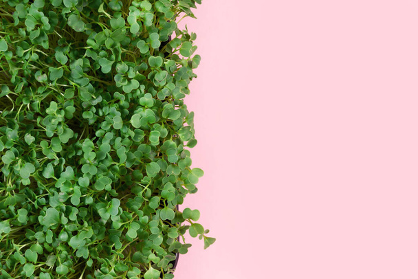Microgreen sprouts on a pink background. The concept of a healthy lifestyle, healthy food and youth - Фото, изображение