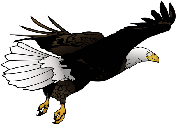 Flying Bald Eagle as Colored Hand Drawn Illustration Isolated on White Background, Vector Graphic - Vector, Image