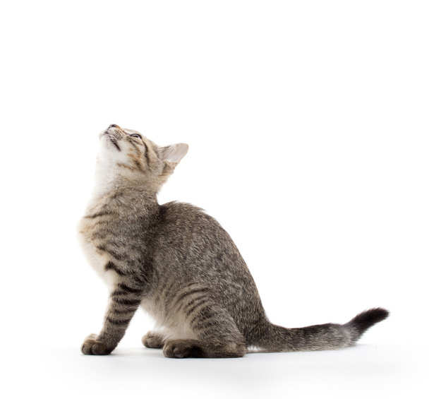 cute tabby kitten - Фото, зображення