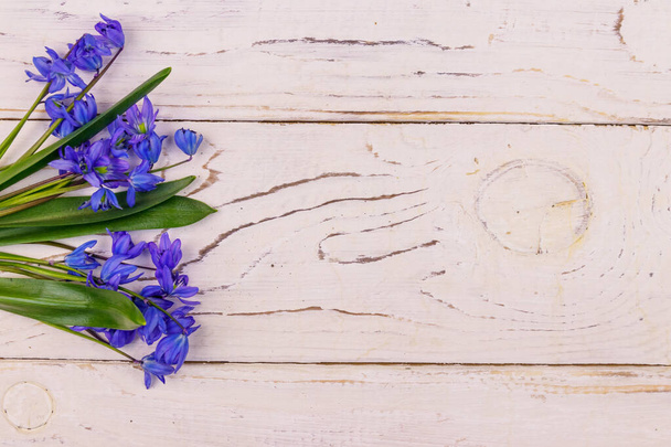 Blaue Scilla-Blüten auf weißem Holzgrund. Erste Frühlingsblumen. Grußkarte zum Valentinstag, Frauentag und Muttertag. Ansicht von oben, Kopierraum - Foto, Bild