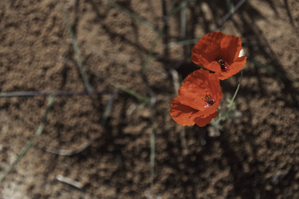 Vista superior de dos flores de amapolas rojas de cerca en el fondo de la tierra - Foto, imagen