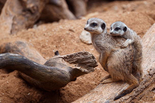 Mãe meerkat com o bebê em guarda sentado em um pedaço de madeira. Meerkat ou adulto suricado e juvenil. - Foto, Imagem