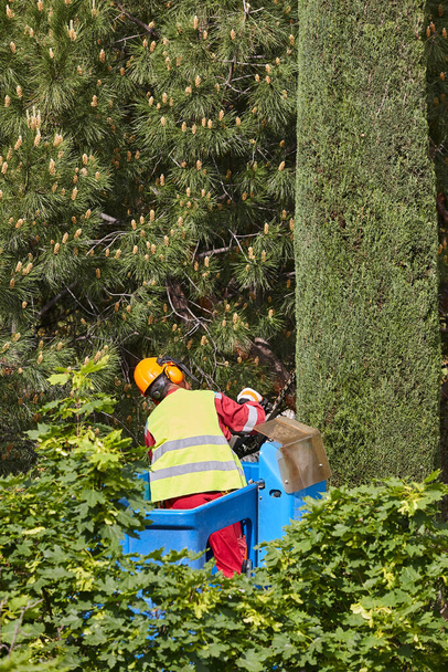 Kertész metszi a ciprust egy darun. Szezonális fák karbantartása - Fotó, kép