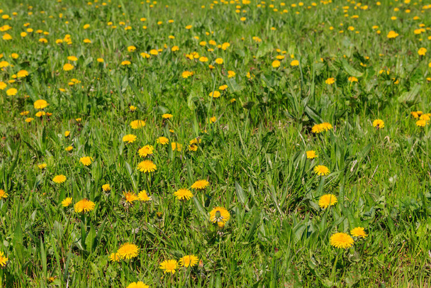 春に黄色のタンポポで覆われた緑の草原 - 写真・画像