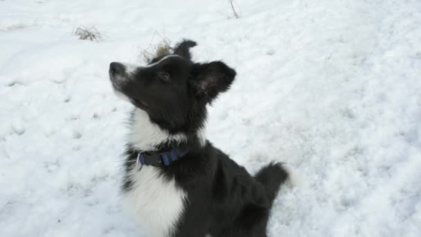 Border Collie puppy performs command rotate around its axis and receives treat - Footage, Video