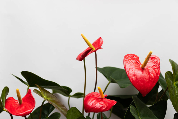  Anthurium flowers in blossom. Flowers in a shape of heart. - Photo, Image