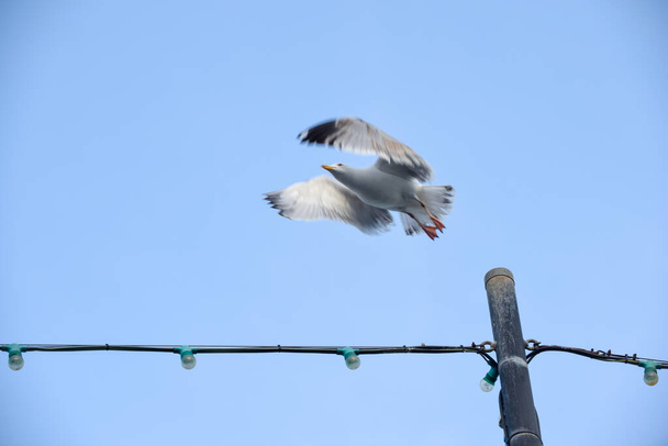 Seagull takes flight from a post over blue sky - Фото, изображение