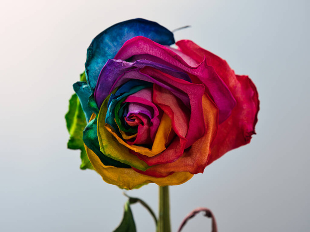 rosa seca con pétalos de colores sobre un fondo gris 2021 - Foto, imagen