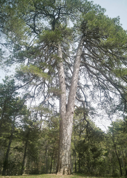 photography of giant pines in the Serrana de Cuenca, Castilla La Mancha, Spain, - Photo, Image