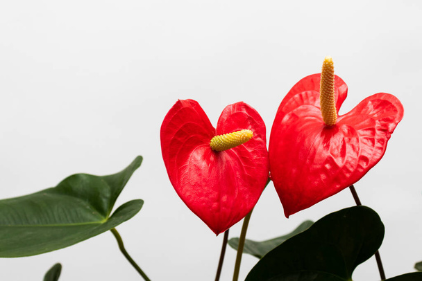 Couple de fleurs rouges en forme de cœur. - Photo, image