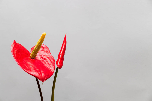 Two red flowers anthurium in blossom. Copy space. - Zdjęcie, obraz