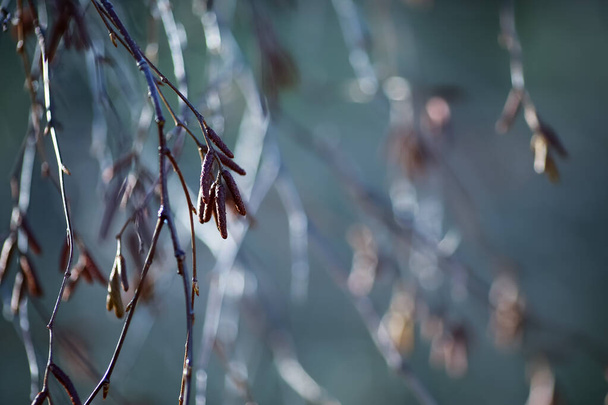 花の木の枝Alder, closeup  - 写真・画像