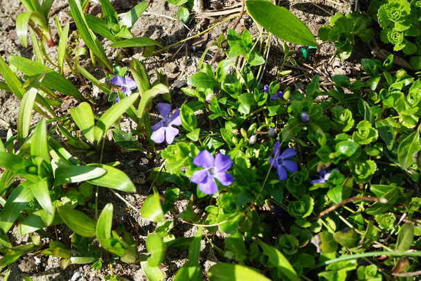 Vinca minor, lesser periwinkle or dwarf periwinkle, is a species of flowering plant in the dogbane family. Berlin, Germany  - Photo, Image