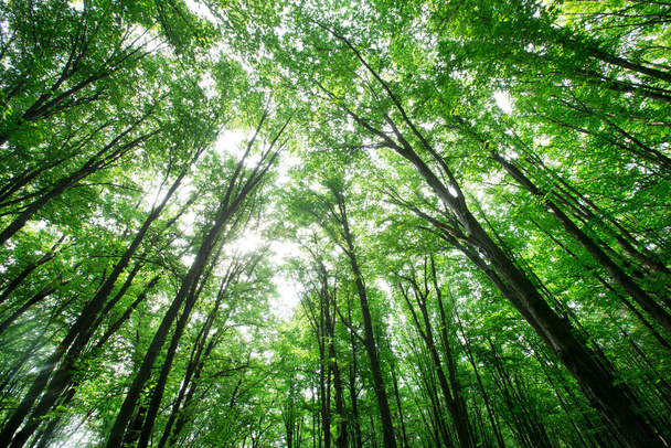 forest trees. nature green wood sunlight backgrounds - 写真・画像