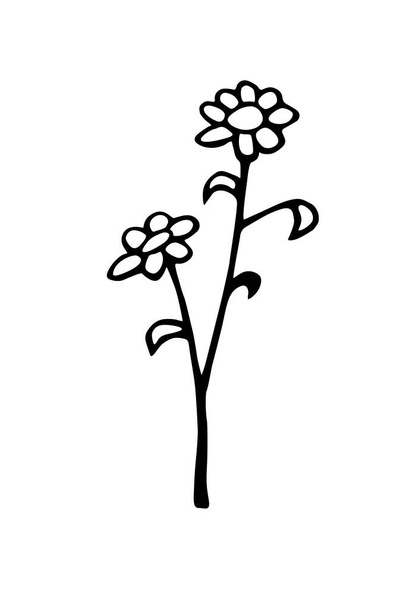 Hand drawn abstract Flowers on branch. Black and white stylized botanical elements for design isolated on white background. Vector illustration in doodle style. - Vecteur, image