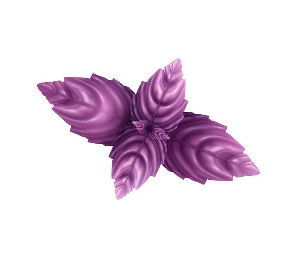 Basilic violet Composition réaliste - Vecteur, image