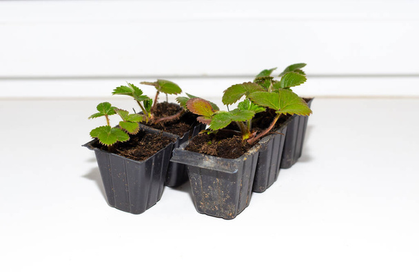 Small seedlings of strawberries in molds with soil on a white background of a window sill. Growing plants for planting in the garden. - Valokuva, kuva
