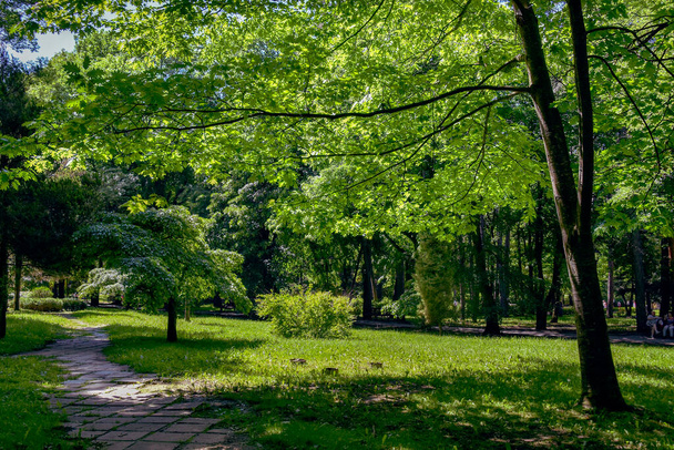 Grüner Park im Sommer. Kislowodsk. Nordkaukasus. Ein Park in Kislowodsk. Gebiet Stawropol. Russland - Foto, Bild