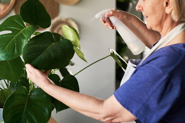 Close up of senior woman spraying  potted plant                                - Foto, Imagen