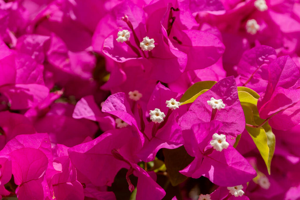 ブーゲンビリアの光景、または黄色の花粉を持つ大きなブーゲンビリアの赤い花のグループ。選択的フォーカス - 写真・画像