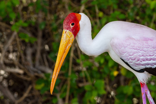 Zbliżenie bociana żółtodziobego (mycteria ibis) białe pióra, duży żółty dziób i czerwona głowa z Afryki - Zdjęcie, obraz