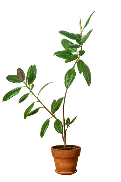 Home plant ficus in a clay pot isolated. Ficus flower on the white background  - Φωτογραφία, εικόνα