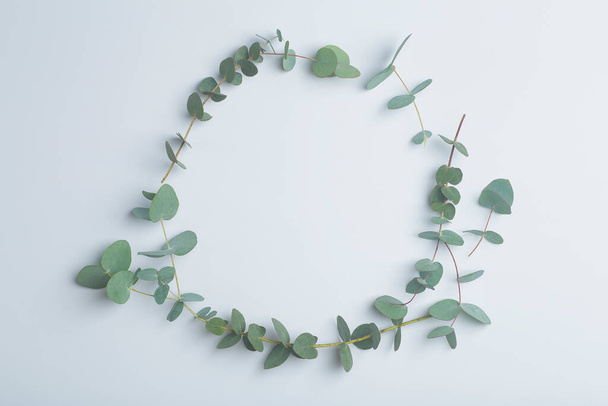 Eucalyptus branches on a white background. Fresh eucalyptus leaves as a base for cosmetics based on natural oils and fragrances. - Photo, Image