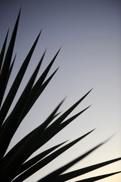Yucca Plant - Photo, Image