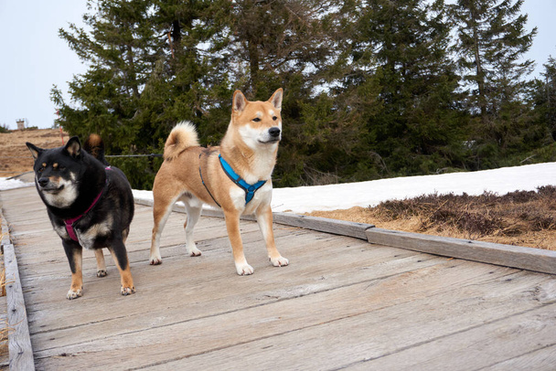 A lovely park with trees and a wooden walkway that has two cute Shiba Inu dogs on it - Photo, image