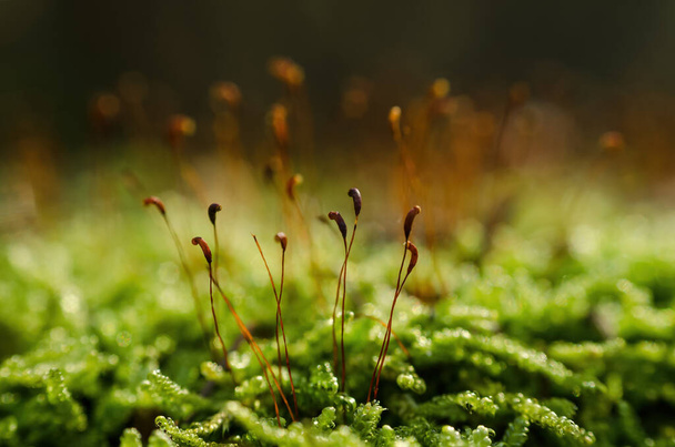 苔を開花させる-太陽の光の中で森のグレード  - 写真・画像