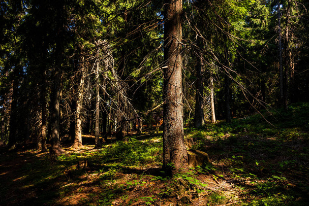 Vista a través de los árboles forestales, las luces del sol sobre los detalles del bosque de montaña - Foto, Imagen