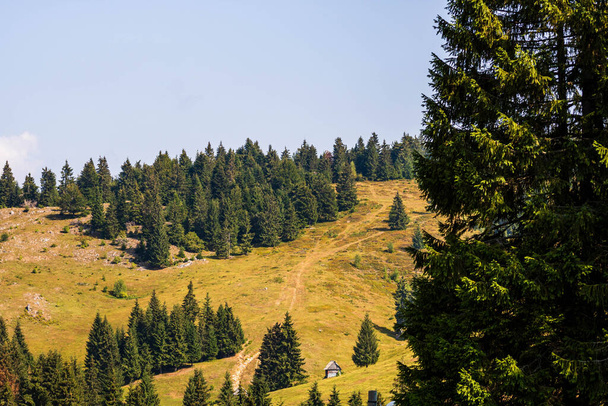 Bosque de montaña verde paisaje. hermosa naturaleza con prados alpinos en Bihor, Rumania. - Foto, Imagen