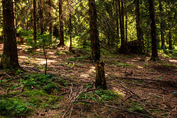 Näkymä metsän puiden läpi, auringonvalot vuoren yli metsän yksityiskohdat - Valokuva, kuva